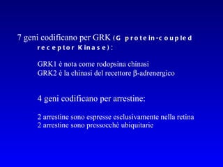 7   geni codificano per GRK  (G protein-coupled receptor Kinase) :   GRK1 è nota come rodopsina chinasi GRK2 è la chinasi del recettore   -adrenergico 4 geni codificano per arrestine: 2 arrestine sono espresse esclusivamente nella retina  2 arrestine sono pressocchè ubiquitarie 