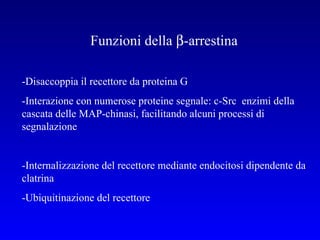 Funzioni della   -arrestina -Disaccoppia il recettore da proteina G  -Interazione con numerose proteine segnale: c-Src  enzimi della  cascata delle MAP-chinasi, facilitando alcuni processi di segnalazione -Internalizzazione del recettore mediante endocitosi dipendente da clatrina -Ubiquitinazione del recettore 