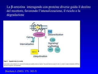 Biochem.J. (2003)  375,  503-51 La   -arrestina  interagendo con proteine diverse guida il destino del recettore, favorendo l’intenalizzazione, il riciclo o la degradazione 