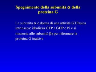 Spegnimento della subunità    della proteina G La subunita    è dotata di una attività GTPasica intrinseca: idrolizza GTP a GDP e Pi e si riassocia alle subunità   per riformare la proteina G inattiva 