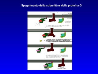 Spegnimento della subunità    della proteina G 