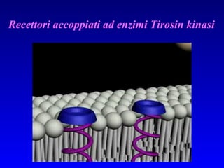 Recettori accoppiati ad enzimi Tirosin kinasi 