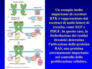 Un esempio molto importante di recettori RTK è rappresentato dai recettori di molti fattori di crescita, come EGF e PDGF. In questo caso, la fosforilazione dei residui tirosinici determina l’attivazione della proteina RAS, una proteina estremamente importante nel controllo della proliferazione cellulare. 