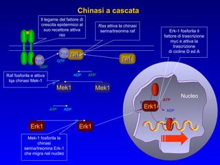 Chinasi a cascata ras raf raf Mek1 Erk1 ras Mek1 ATP Erk1 GTP GDP Nucleo P P ATP ADP Erk1 ATP ADP ADP P P P Il legame del fattore di crescita epidermico al suo recettore attiva  ras Ras  attiva la chinasi serina/treonina raf Raf fosforila e attiva lqa chinasi Mek-1 Mek-1 fosforila la chinasi serina/treonina Erk-1 che migra nel nucleo Erk-1 fosforila il fattore di trascrizione myc e attiva la trascrizione di cicline D ed A 
