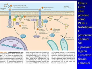 Oltre a Grb2 altre proteine come  PI3K e  fosfolipasiC presentano i domini SH e possono legarsi a recettori tirosin chinasici 