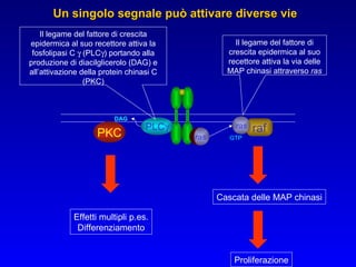 Un singolo segnale può attivare diverse vie ras raf ras GTP PLC  DAG PKC Effetti multipli p.es. Differenziamento Proliferazione Cascata delle MAP chinasi Il legame del fattore di crescita epidermica al suo recettore attiva la via delle MAP chinasi attraverso  ras Il legame del fattore di crescita epidermica al suo recettore attiva la fosfolipasi C    (PLC  ) portando alla produzione di diacilglicerolo (DAG) e all’attivazione della protein chinasi C (PKC) 