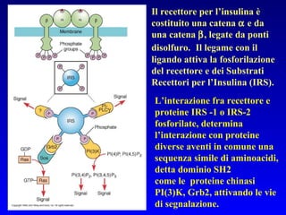 L’interazione fra recettore e proteine IRS -1 o IRS-2 fosforilate, determina l’interazione   con proteine diverse aventi in comune una sequenza simile di aminoacidi, detta dominio SH2 come le  proteine chinasi PI(3)K, Grb2, attivando le vie di segnalazione. Il recettore per l’insulina è costituito una catena    e da una catena   , legate da ponti disolfuro.  Il legame con il ligando attiva la fosforilazione del recettore e dei Substrati Recettori per l’Insulina (IRS).  