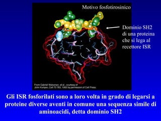 Gli ISR fosforilati sono a loro volta in grado di legarsi a proteine diverse aventi in comune una sequenza simile di aminoacidi, detta dominio SH2 Motivo fosfotirosinico Dominio SH2 di una proteina che si lega al recettore ISR  