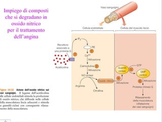 Impiego di composti che si degradano in ossido nitrico per il trattamento dell’angina 