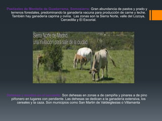 Pastizales de Montaña de Guadarrama, Somosierra: Gran abundancia de pastos y prado y
terrenos forestales, predominando la ganadería vacuna para producción de carne y leche.
También hay ganadería caprina y ovina. Las zonas son la Sierra Norte, valle del Lozoya,
Cercedilla y El Escorial.
Dehesas y montes en el suroeste: Son dehesas en zonas a de campiña y pinares a de pino
piñonero en lugares con pendiente. Las dehesas se dedican a la ganadería extensiva, los
cereales y la caza. Son municipios como San Martin de Valdeiglesias o Villamanta
 