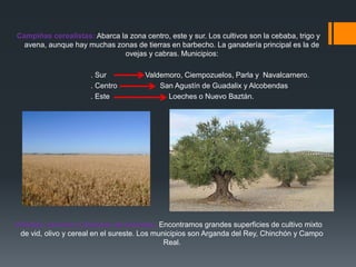 Campiñas cerealistas: Abarca la zona centro, este y sur. Los cultivos son la cebaba, trigo y
avena, aunque hay muchas zonas de tierras en barbecho. La ganadería principal es la de
ovejas y cabras. Municipios:
. Sur Valdemoro, Ciempozuelos, Parla y Navalcarnero.
. Centro San Agustín de Guadalix y Alcobendas
. Este Loeches o Nuevo Baztán.
Viñedos, olivares y llanuras de cereales: Encontramos grandes superficies de cultivo mixto
de vid, olivo y cereal en el sureste. Los municipios son Arganda del Rey, Chinchón y Campo
Real.
 