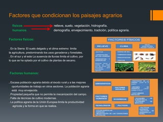Factores que condicionan los paisajes agrarios
físicos relieve, suelo, vegetación, hidrografía.
humanos demografía, envejecimiento, tradición, política agraria.
Factores físicos:
. En la Sierra: El suelo delgado y el clima extremo limita
la agricultura, predominando los usos ganaderos y forestales.
. En el sur y el este La ausencia de lluvias limita el cultivo, por
lo que se ha optado por el cultivo de plantas de secano.
Factores humanos:
. Escasa población agraria debido al éxodo rural y a las mejores
oportunidades de trabajo en otros sectores. La población agraria
está muy envejecida.
. Propiedad pequeña que no permite la mecanización del campo.
. Falta de técnicas de cultivo modernas.
. La política agraria de la Unión Europea limita la productividad
agrícola y la forma en que se realiza.
 