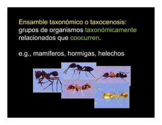 Ensamble taxonómico o taxocenosis:
grupos de organismos taxonómicamente
relacionados que coocurren.
e.g., mamíferos, hormigas, helechos
 