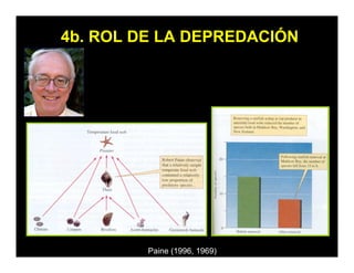 4b. ROL DE LA DEPREDACIÓN
Paine (1996, 1969)
 