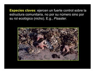 Especies claves: ejercen un fuerte control sobre la
estructura comunitaria, no por su número sino por
su rol ecológico (nicho). E.g., Pisaster.
 
