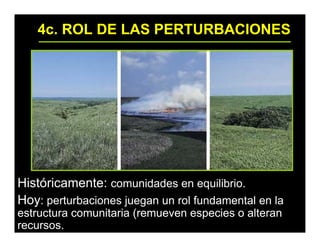 4c. ROL DE LAS PERTURBACIONES
Históricamente: comunidades en equilibrio.
Hoy: perturbaciones juegan un rol fundamental en la
estructura comunitaria (remueven especies o alteran
recursos.
 