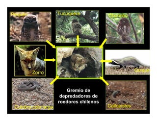 Gremio de
depredadores de
roedores chilenos
Chuncho
Tucúquere
Pequén
Quique
Zorro
Culebra cola larga Callopistes
 