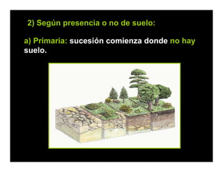 a) Primaria: sucesión comienza donde no hay
suelo.
2) Según presencia o no de suelo:
 