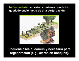 b) Secundaria: sucesión comienza donde ha
quedado suelo luego de una perturbación.
Pequeña escala: común y necesaria para
regeneración (e.g., claros en bosques).
 