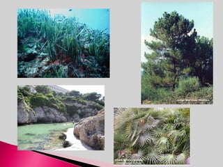 Las islas se pueden dividir en dos grupos:Las Gimnesias: Menorca, Mallorca y Cabrera y algunos islotes cercanos (como Dragonera, Conejera o la Isla del Aire). Las Pitiusas: Ibiza y Formentera y los distintos islotes que las rodean. 