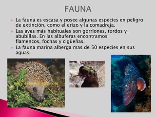 MALLORCA: La isla de Mallorca es la mayor de las islas Baleares con 3.624 km² y la que presenta mayor variedad de paisajes. Desde un punto de vista geográfico se pueden distinguir tres zonas: la sierra de Tramuntana, las sierras de Llevant y el Pla.   La sierra de Tramuntana es una sierra paralela a la costa, en la que se alzan las mayores alturas de las Baleares: el Puig Major con 1.445 m de altura y el Masanella con 1.348 m. Sobre la roca caliza el agua ha cavado unos surcos, también llamados lapiaz, que en ocasiones son tan profundos y de bordes tan agudos que hacen el terreno impracticable. Destaca el lapiaz de Son Coll.