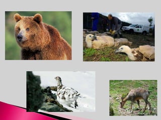 En la Antigüedad, Navarra era simplemente un territorio de los vascones; quedó fuera de la influencia romana y visigoda, y todavía conserva signos del importante papel desempeñado en el pasado debido a su posición estratégica. En la Edad Media, tuvo una importante actuación en la Reconquista, alcanzando su máximo poder durante el reinado de Sancho III. Navarra fue a veces independiente y otras estuvo vinculada a Aragón o Francia. Durante la confrontación entre los Reyes Católicos y Francia en 1512, Fernando el Católico la conquistó y Navarra fue incorporada a la España unificada, aunque conservó sus fueros locales. En 1607, la Navarra Baja se unió a la Francia de Enrique IV, cuyos descendientes continuaron llamándose reyes de Francia y Navarra. Las cinco comunidades de la Navarra Alta se incorporaron al reino de Castilla y continuaron disfrutando de una considerable autonomía. La transición de reino a provincia se produjo de manera gradual, hasta conseguir una total integración. En el siglo XIX, una gran mayoría de la población apoyó el absolutismo y carlismo pero Pamplona permaneció inamovible en el bando del liberalismo. En 1841 se convirtió en provincia, aunque muchas de sus instituciones se mantuvieron y su régimen foral sobrevivió la Guerra Civil.HISTORIA