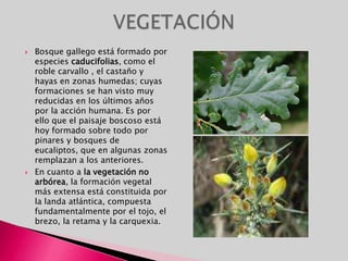 Virgen de Valvanuz, en Selaya. La Virgen Grande, en Torrelavega. Descenso del Deva, en Unquera, Val de San Vicente. La Virgen Niña, 8, 9 y 10 de septiembre, en Ampuero. En la que se celebran los encierros, considerados los más importantes de España tras los Sanfermines de Pamplona. Exaltación de la Cruz, en Potes. San Cipriano, en Cohicillos o Cartes. Fiesta del Orujo en Potes El Último Desembarco, en Laredo, 3º fin de semana de septiembre. La Virgen de Valencia en Vioño de Pielagos el 8 de septiembre 