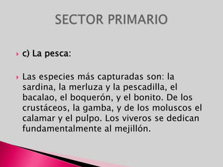 c) La pesca:Las especies más capturadas son: la sardina, la merluza y la pescadilla, el bacalao, el boquerón, y el bonito. De los crustáceos, la gamba, y de los moluscos el calamar y el pulpo. Los viveros se dedican fundamentalmente al mejillón.SECTOR PRIMARIO