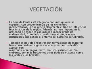 La flora de Ceuta está integrada por unas quinientas especies, con predominancia de los elementos mediterráneos, lo que refleja claramente el tipo de influencias bioclimáticas de la región. Además, es muy importante la presencia de especies con mayor o menor grado de endemicidad, fruto de las condiciones ecológicas tan particulares que exhibe el entorno del Estrecho de Gibraltar. También es posible encontrar aún formaciones de matorral bien conservado en algunas laderas y barrancos de difícil acceso, con madroños, abiérnagos, mirto, lentisco, yaladiernos. Sin embargo, son más frecuentes otros tipos de matorral como los jarales y los brezales VEGETACIÓN