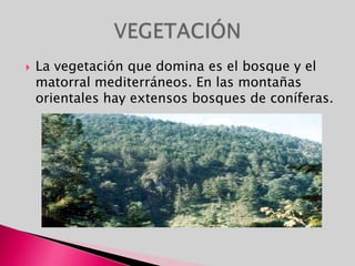 La vegetación que domina es el bosque y el matorral mediterráneos. En las montañas orientales hay extensos bosques de coníferas.VEGETACIÓN