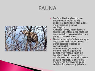 En Castilla-La Mancha, se encuentran multitud de especies pertenecientes a los más variados grupos zoológicos.Anfibios, aves, mamíferos y reptiles de interés especial, no amenazados, vulnerables o en peligro de extinción.Destaca la cigüeña blanca, que llega a formar importantes agregaciones ligadas al consumo del saltamontes, junto con el milano real, el aguilucho cenizo y diversos tipos de águila. Entre los mamíferos carnívoros destacan el zorro y el gato montés, y entre los mamíferos herbívoros cabe señalar los ciervos y jabalíes.FAUNA