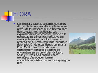FLORA <ul><li>Las encina y sabinas solitarias que ahora dibujan la llanura castellano y leonesa son restos de los bosques ...