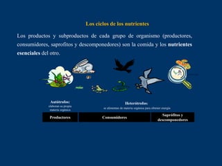 Los ciclos de los nutrientes
Productores
Los productos y subproductos de cada grupo de organismo (productores,
consumidores, saprofitos y descomponedores) son la comida y los nutrientes
esenciales del otro.
Consumidores
Saprófitos y
descomponedores
Autótrofos:
elaboran su propia
materia orgánica
Heterótrofos:
se alimentan de materia orgánica para obtener energía
 