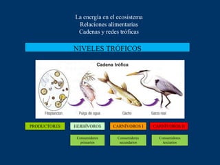 La energía en el ecosistema
Relaciones alimentarias
Cadenas y redes tróficas
PRODUCTORES HERBÍVOROS CARNÍVOROS I CARNÍVOROS II
Consumidores
primarios
Consumidores
secundarios
Consumidores
terciarios
NIVELES TRÓFICOS
 