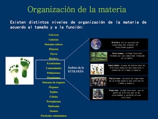 Organización de la materia
Existen distintos niveles de organización de la materia de
acuerdo al tamaño y a la función:
Universo
Galaxias
Sistemas solares
Planetas
Tierra
Biósfera
Ecosistemas
Comunidades
Poblaciones
Organismos
Sistemas de órganos
Órganos
Tejidos
Células
Protoplasma
Moléculas
Átomos
Partículas subatómicas
Poblaciones: conjunto de organismos
de la misma especie que conviven en
tiempo y espacio.
Organismo: unidad funcional, con un
genotipo distinto que le da
propiedades y características
distintas.
Biósfera: Es el conjunto de
organismos del planeta. El
ecosistema gigante.
Comunidades: grupos de poblaciones de
distintas especies que coexisten o
cohabitan en tiempo y espacio.
Ecosistemas: sistema funcional
formado por una comunidad integrada
en su medio.
Ámbito de la
ECOLOGÍA
 