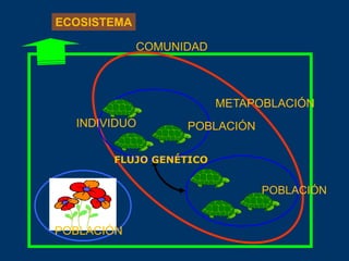 COMUNIDAD
METAPOBLACIÓN
POBLACIÓN
POBLACIÓN
POBLACIÓN
INDIVIDUO
FLUJO GENÉTICO
ECOSISTEMA
 