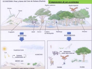 Componentes de un ecosistema
 