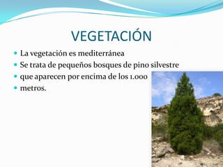 VEGETACIÓN
 La vegetación es mediterránea
 Se trata de pequeños bosques de pino silvestre
 que aparecen por encima de los 1.000
 metros.
 