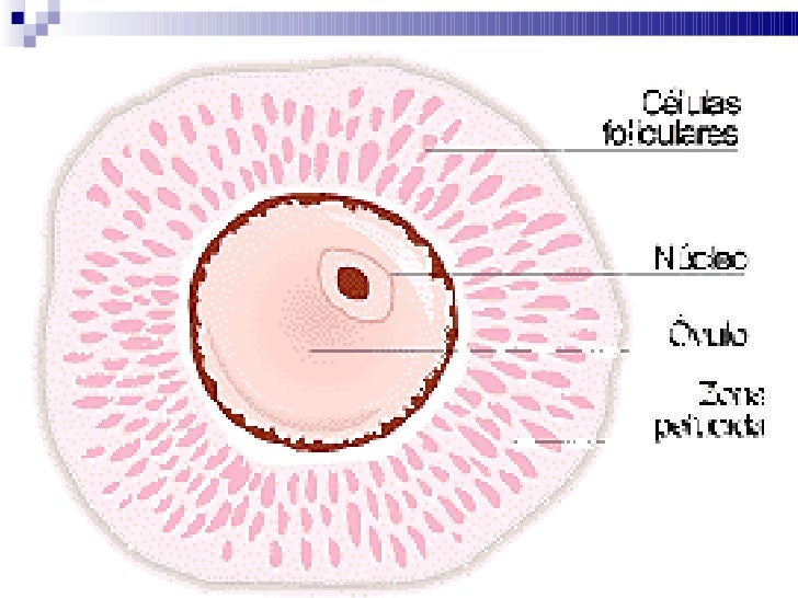 Implantación ovulo