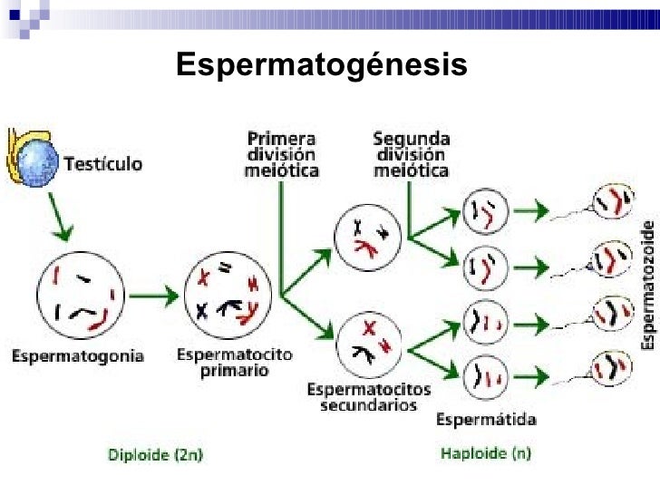 Porque necesitan nutrientes los espermatozoides