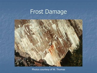 Frost Damage




Photos courtesy of M. Thomas
 