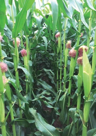 7Conab | ACOMPANHAMENTO DA SAFRA BRASILEIRA DE GRÃOS | Quinto levantamento - fevereiro 2017
Acomp. safra bras. grãos, v. 4 - Safra 2016/17, n 5 - Quinto levantamento, fevereiro 2017
 