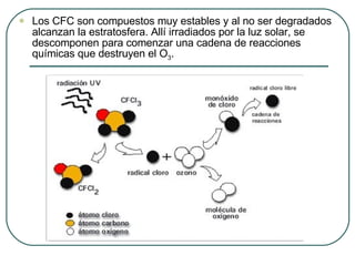 Los CFC son compuestos muy estables y al no ser degradados alcanzan la estratosfera. Allí irradiados por la luz solar, se descomponen para comenzar una cadena de reacciones químicas que destruyen el O 3 .  