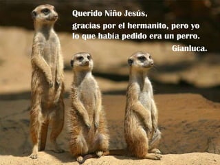 Querido Niño Jesús, gracias por el hermanito, pero yo lo que había pedido era un perro. Gianluca. 