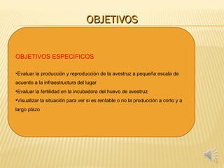 OBJETIVOSOBJETIVOS
5
OBJETIVOS ESPECIFICOS
•Evaluar la producción y reproducción de la avestruz a pequeña escala de
acuerdo a la infraestructura del lugar
•Evaluar la fertilidad en la incubadora del huevo de avestruz
•Visualizar la situación para ver si es rentable o no la producción a corto y a
largo plazo
 