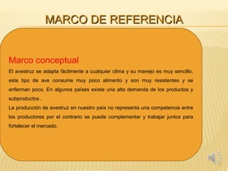 MARCO DE REFERENCIAMARCO DE REFERENCIA
7
Marco conceptual
El avestruz se adapta fácilmente a cualquier clima y su manejo es muy sencillo,
este tipo de ave consume muy poco alimento y son muy resistentes y se
enferman poco. En algunos países existe una alta demanda de los productos y
subproductos .
La producción de avestruz en nuestro país no representa una competencia entre
los productores por el contrario se puede complementar y trabajar juntos para
fortalecer el mercado.
 