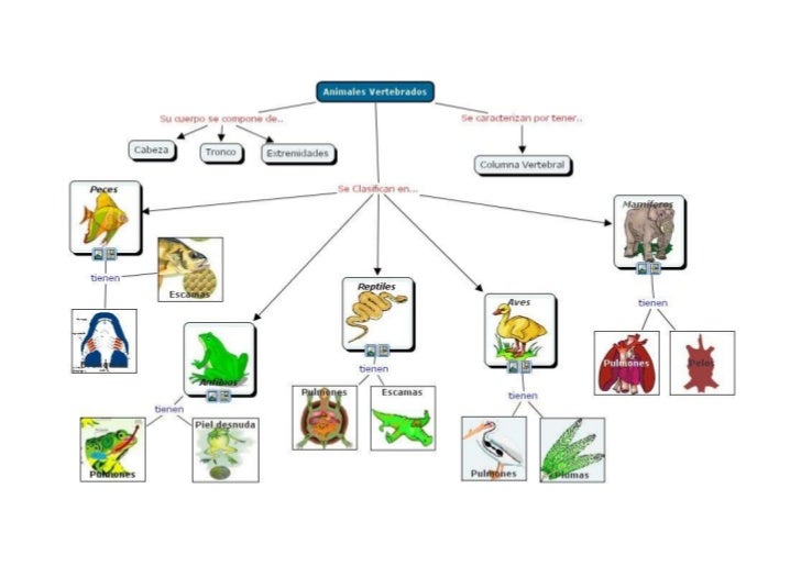MAPA MENTAL MAPA MENTAL