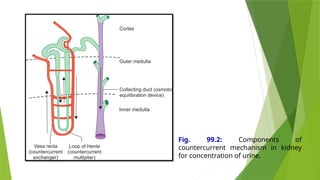 Physiology of Urine Concentration and Dilution: Kidney Mechanisms ...
