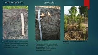  Solos Halomórficos caracterizam-
se pela alta concentração de sais
solúveis e/ou de sódio retido no
complexo coloidal.
SOLOS HALOMÓRFICOS vertissolo
Figura 1: Vertissolo
Figura 2: Paisagem de ocorrência do
vertissolo
Apresentam fendas profundas na
época da seca e expansão quando
úmidos, Possui cores e
profundidades variadas, textura
argilosa a muito argilosa
 