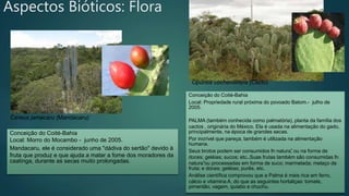 Aspectos Bióticos: Flora
Conceição do Coité-Bahia
Local: Morro do Mocambo - junho de 2005.
Mandacaru, ele é considerado uma "dádiva do sertão" devido à
fruta que produz e que ajuda a matar a fome dos moradores da
caatinga, durante as secas muito prolongadas.
Conceição do Coité-Bahia
Local: Propriedade rural próxima do povoado Batom.- julho de
2005.
PALMA (também conhecida como palmatória), planta da família dos
cactos , originária do México. Ela é usada na alimentação do gado,
principalmente, na época de grandes secas.
Por incrível que pareça, também é utilizada na alimentação
humana.
Seus brotos podem ser consumidos “
in natura”
, ou na forma de
doces; geléias; sucos; etc..Suas frutas também são consumidas “
in
natura”ou processadas em forma de suco; marmelada; melaço de
fruta; e doces; geléias; purês, etc.
Análise científica comprovou que a Palma é mais rica em ferro,
cálcio e vitamina A, do que as seguintes hortaliças: tomate,
pimentão, vagem, quiabo e chuchu.
Cereus jamacaru (Mandacaru)
Opuntia cochenillifera (Cacto)
 